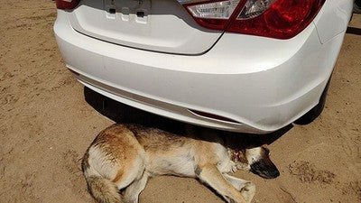 2011-13 Hyundai Sonata Rear Bumper Cover Assembly Back Shimmering White Mica Wj
