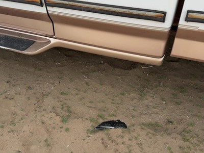 97 F250 Driver Left Running Board Side Step Oem Extended Cab 4X4 Tan White Dy