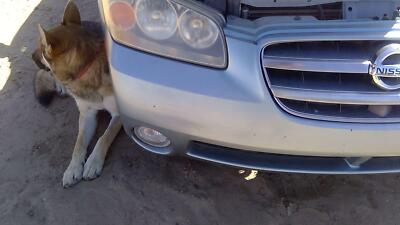 2002 2003 Nissan Maxima Front Bumper Cover Assembly Oem