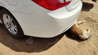 2011-13 Hyundai Sonata Rear Bumper Cover Assembly Back Shimmering White Mica Wj