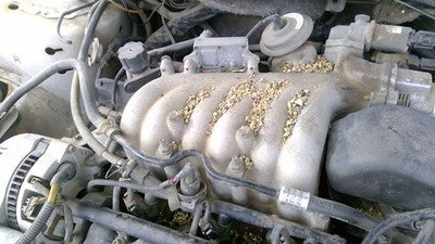 1998-1999 Ford Taurus Upper Intake Manifold Oem 3.0L Ohv F8dz9424aa