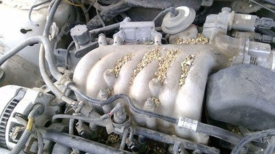 1998-1999 Ford Taurus Upper Intake Manifold Oem 3.0L Ohv F8dz9424aa