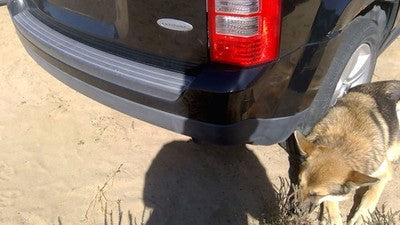 2011-2017 Jeep Patriot Rear Bumper Cover Assembly Oem Back Black Px8 68091510Aa