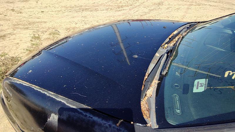 1999-2002 Infiniti G20 Hood