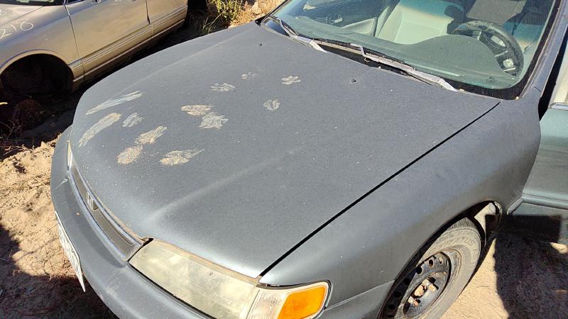 1996-1997 Honda Accord Hood